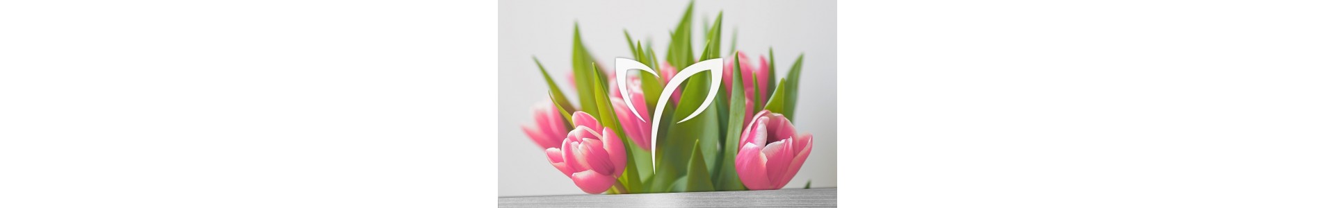 Los tulipanes de la Fiore, siempre frescos y en su máximo esplendor 